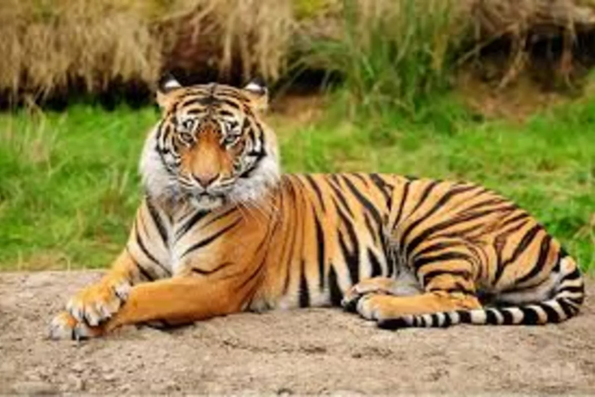 Kazakhstan Plans to Reintroduce Kulans, Tigers in 2026
