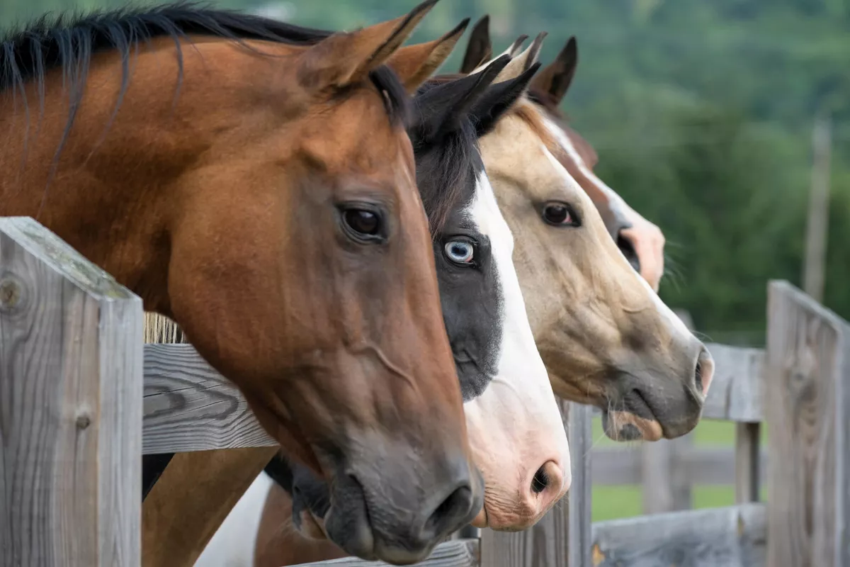 Over 100 Horses Die in Kazakhstan After Deadly Storms