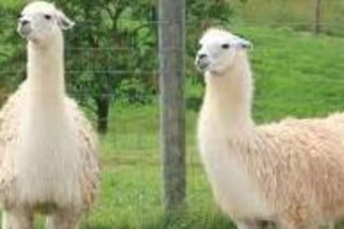 Adorable Baby Llama Joins Herd at Kyrgyzstan’s Karakol Zoo