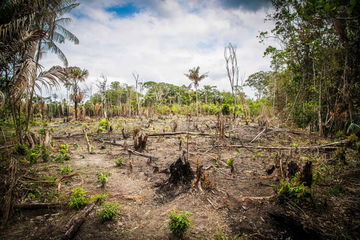 ‘Forests Are Non-Negotiable’: World Falling Short on 2030 Deforestation Pledge
