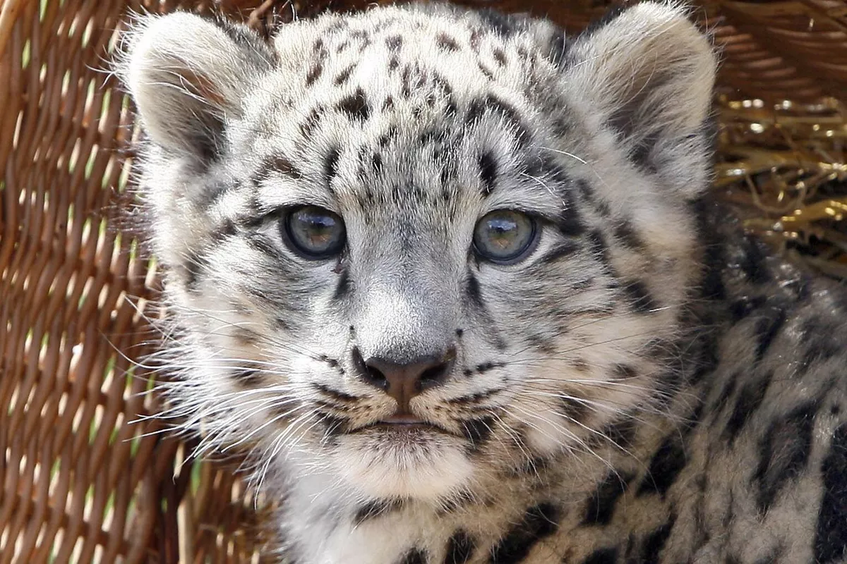 Kyrgyzstan Set to Recognize Snow Leopard as National Emblem