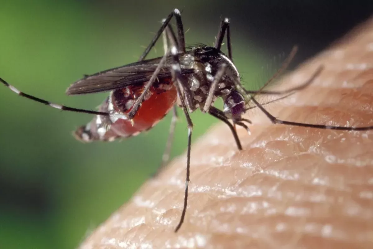 Kyrgyzstan Escapes Chikungunya Outbreak