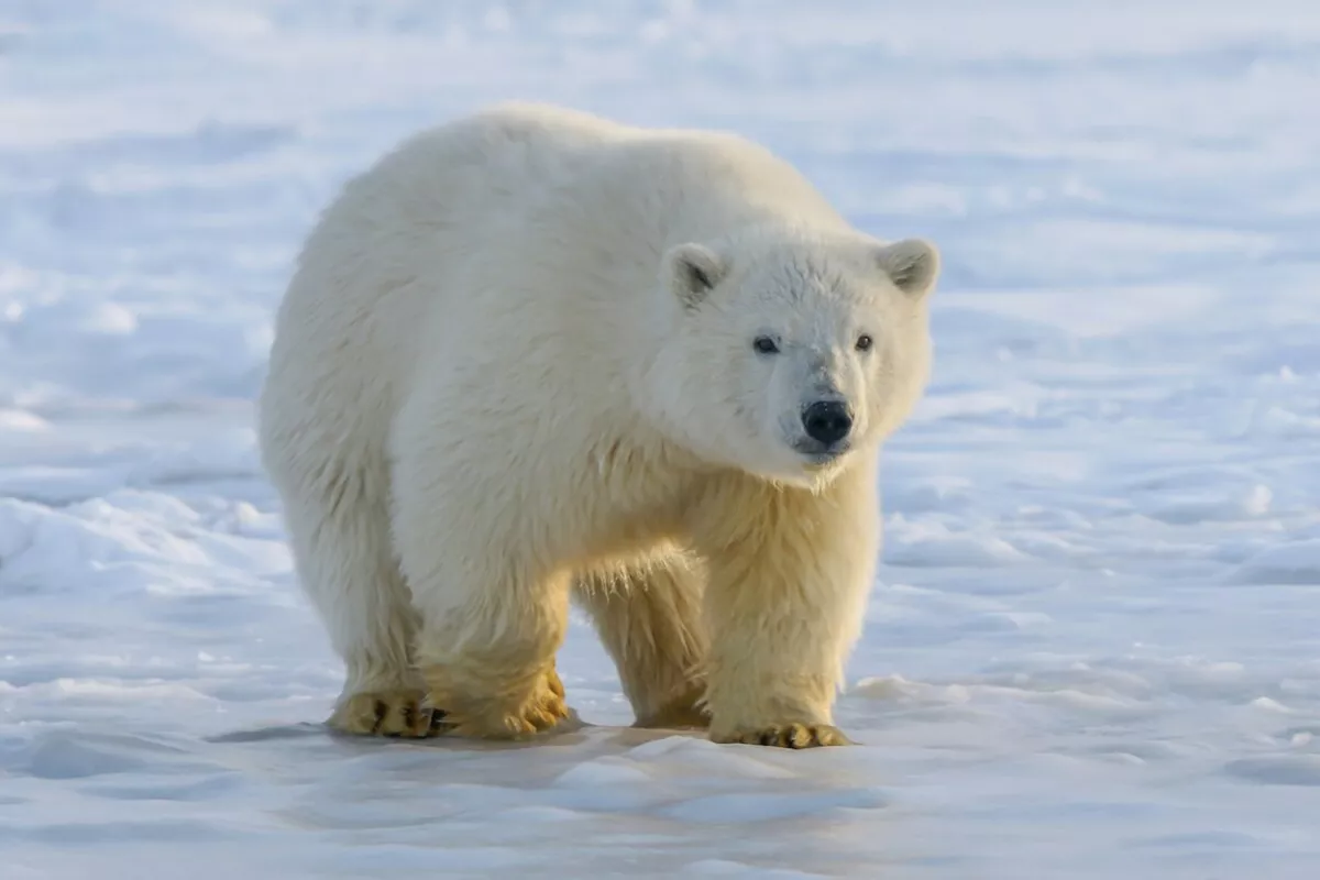 Polar Bear Attacks Family in Northern Russia, Child Injured