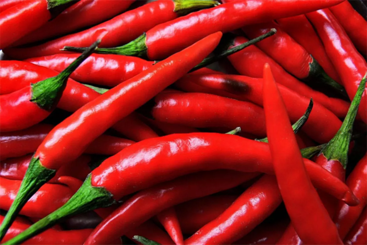 Kazakhstan, Spain Among Top Buyers of Uzbek Peppers in 2025