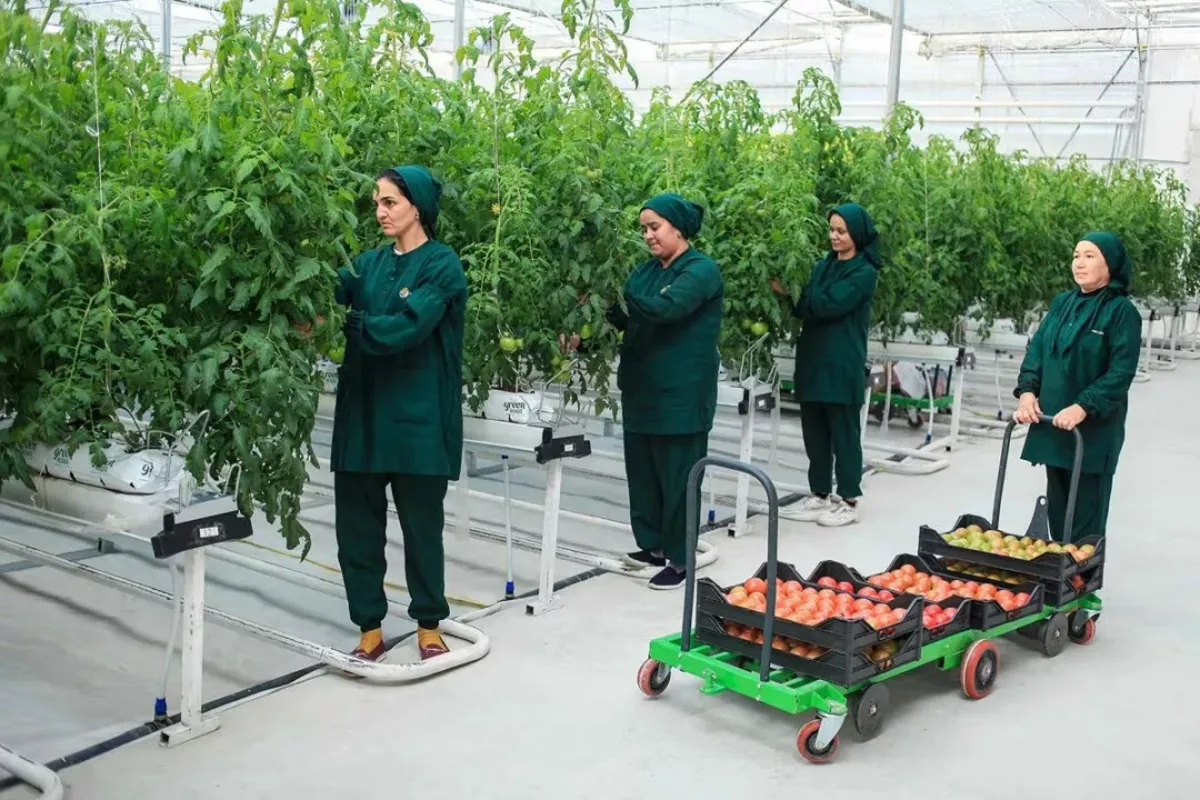 Turkmenistan Launches High-Tech Greenhouse in Balkan