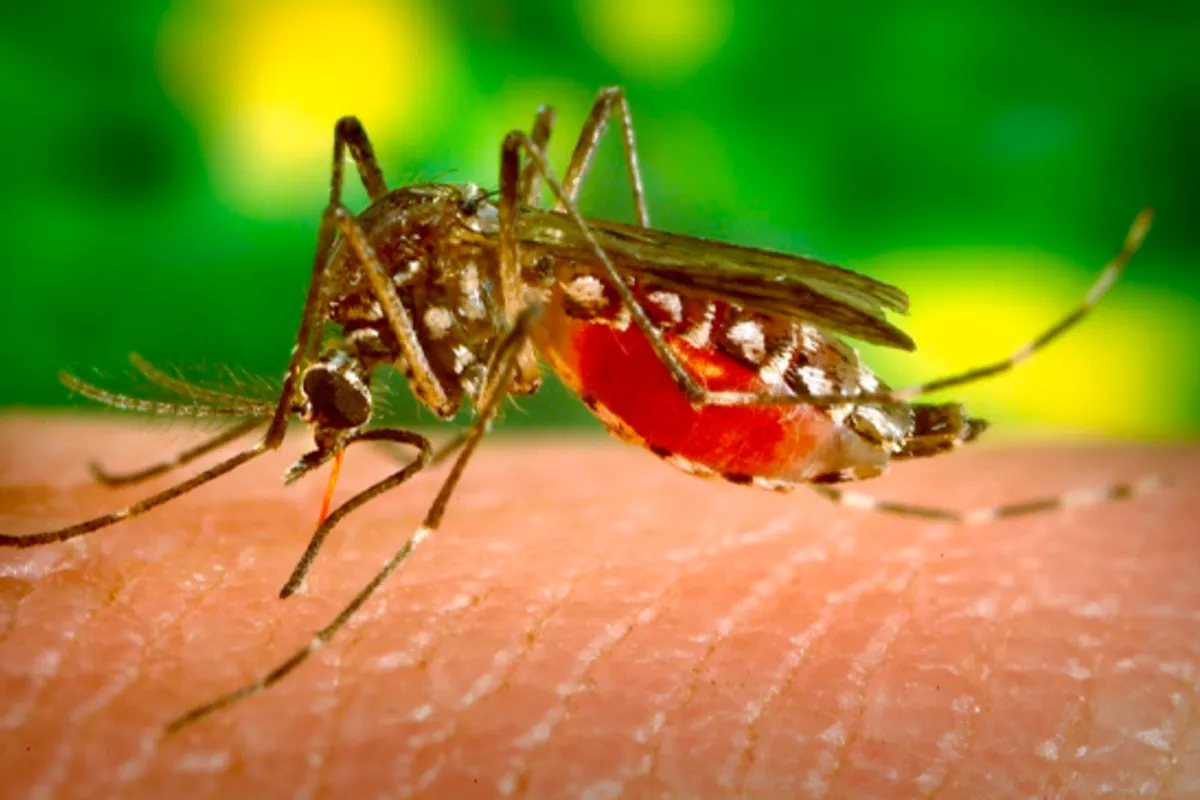Russia Reports Zika Virus Case in Woman Returning From Bali