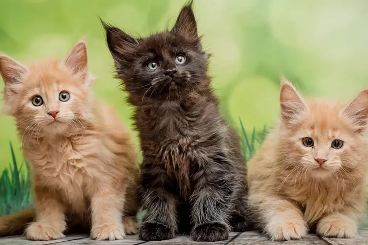 Türkiye’s Famed Street Cats Face Uncertain Future