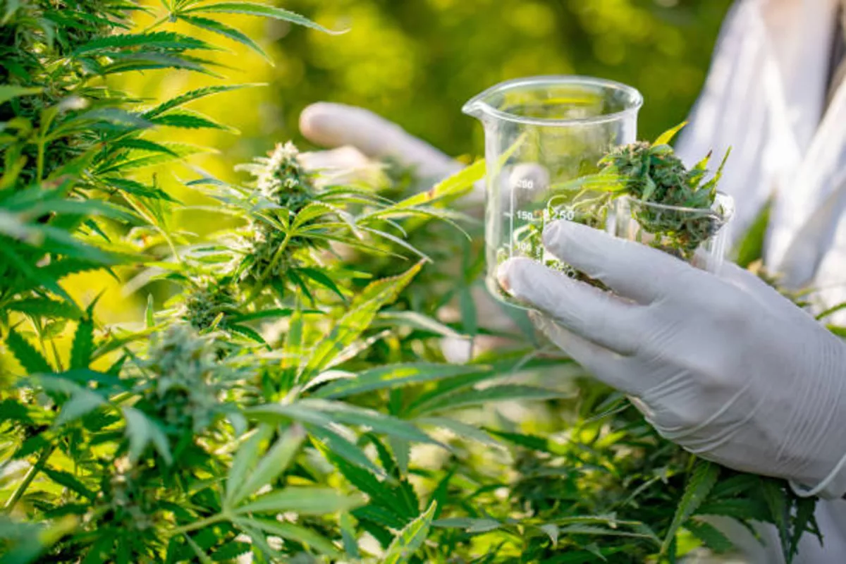 Kazakhstan Legalizes Industrial Hemp Cultivation
