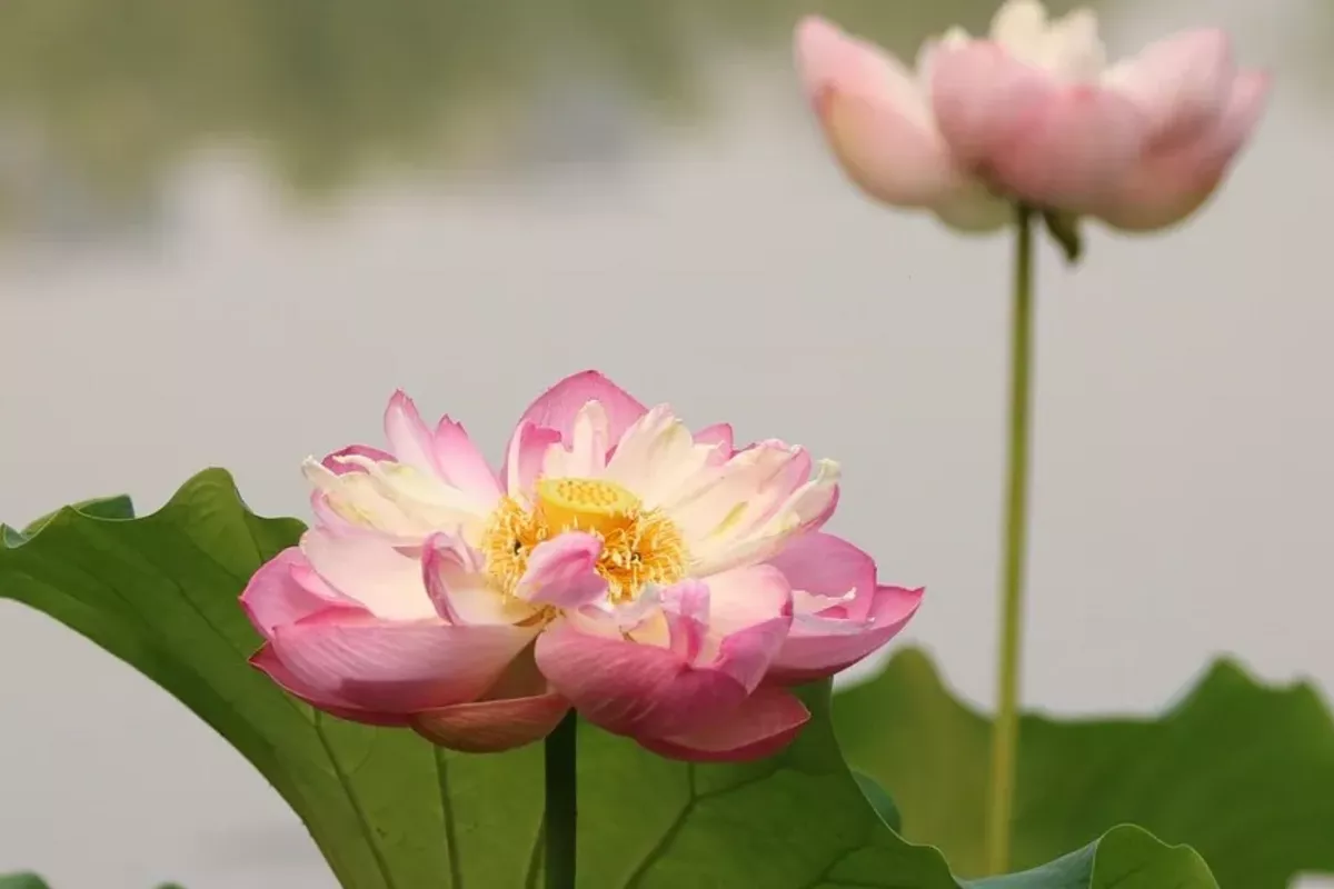 Kazakhstan to Bloom with Culture at LOTUS FEST-2025 in Teniz