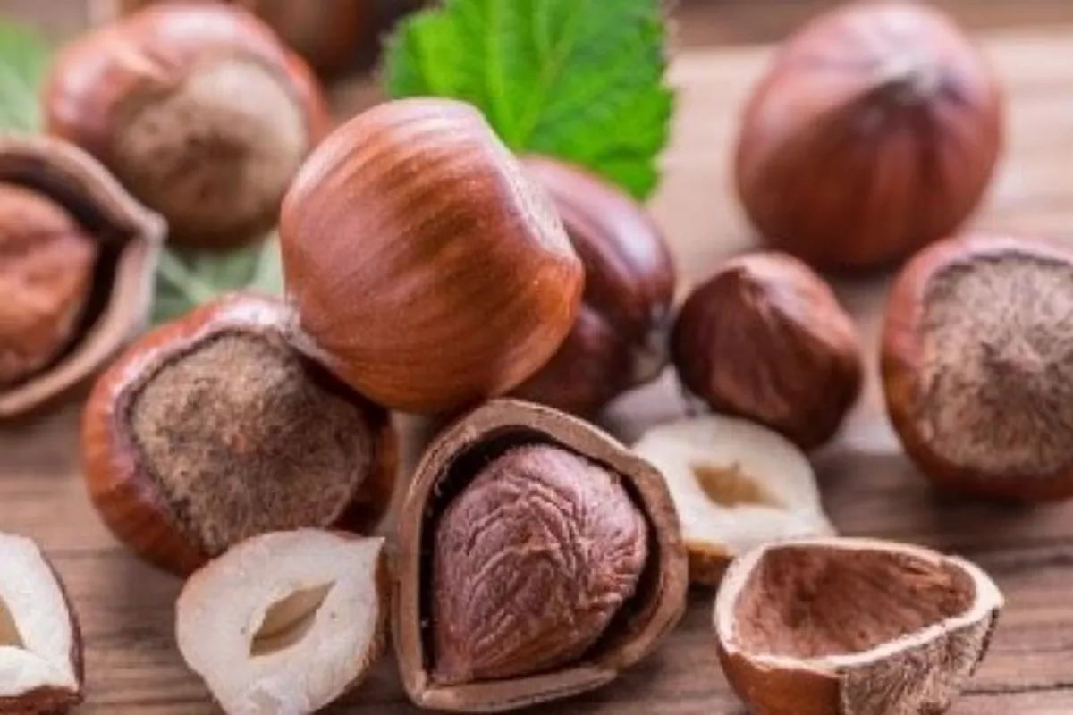 Azerbaijan Eyes Bigger Hazelnut Exports to Bulgaria and EU