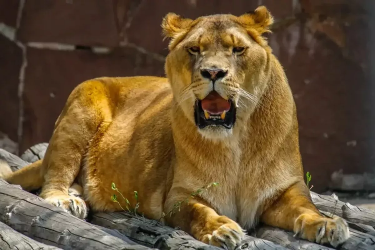 Kazakhstan’s Zoos Enrich Wildlife with Exotic Species