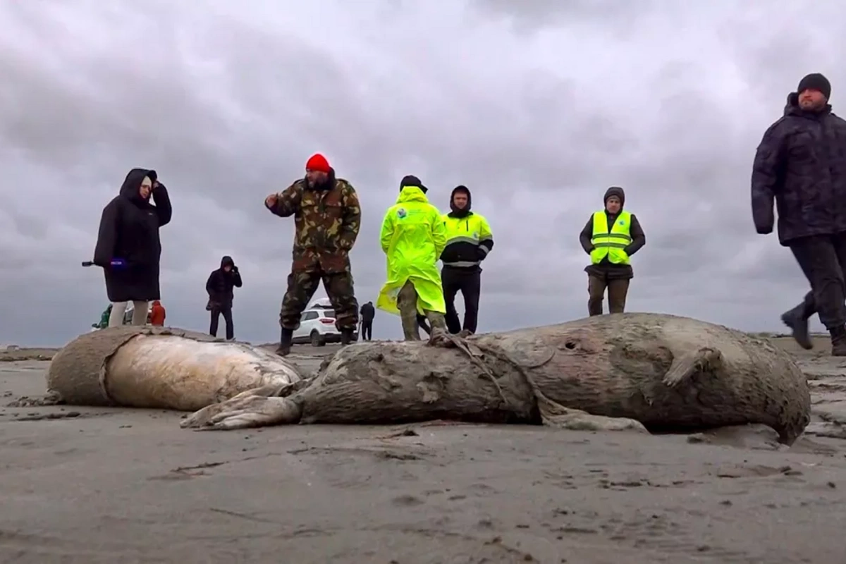 Mass Death of Caspian Seals Linked to Neuroinfection, Say Experts