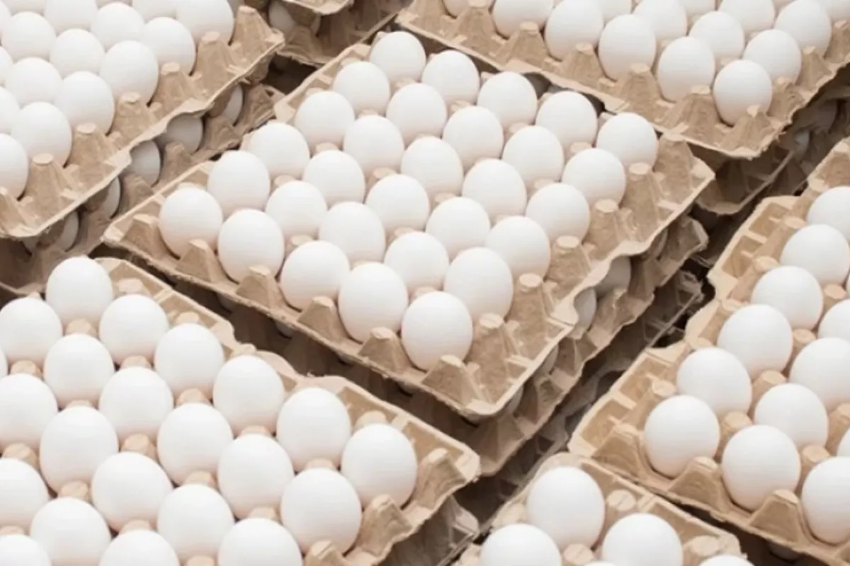 Georgia Boosts Chicken Egg Imports Amid Rising Prices