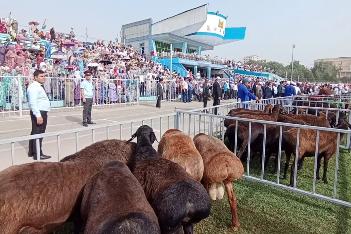 Tajikistan to Host Global Symposium on Fat-Tailed Sheep Breeds This September