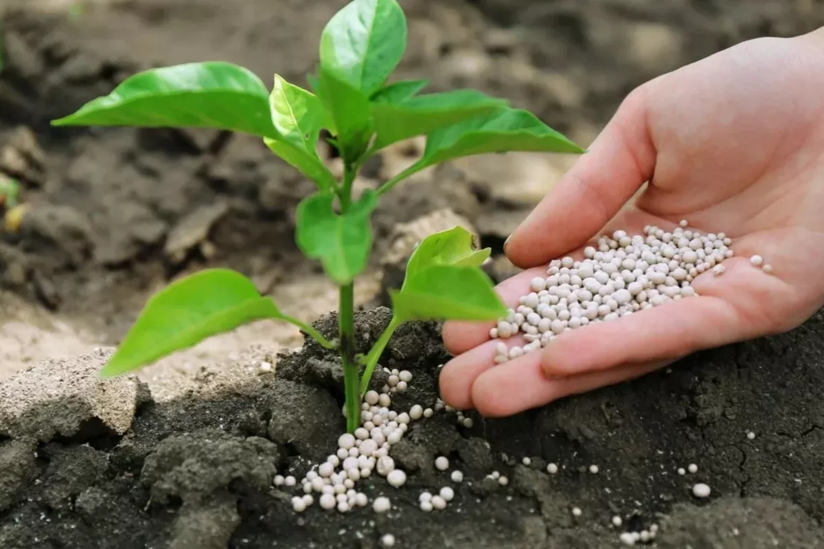 Kyrgyzstan Imposes Six-Month Fertilizer Export Ban