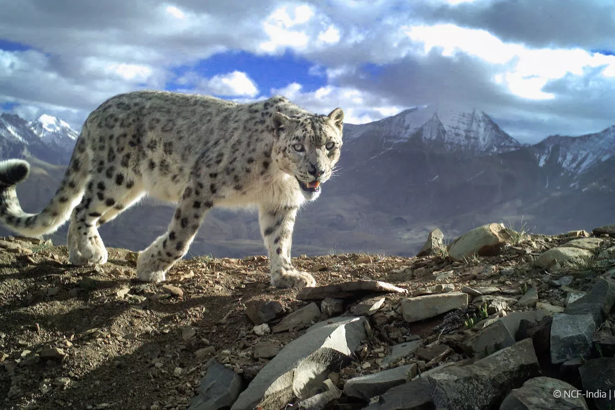 Kyrgyzstan Names Snow Leopard Its Official National Symbol