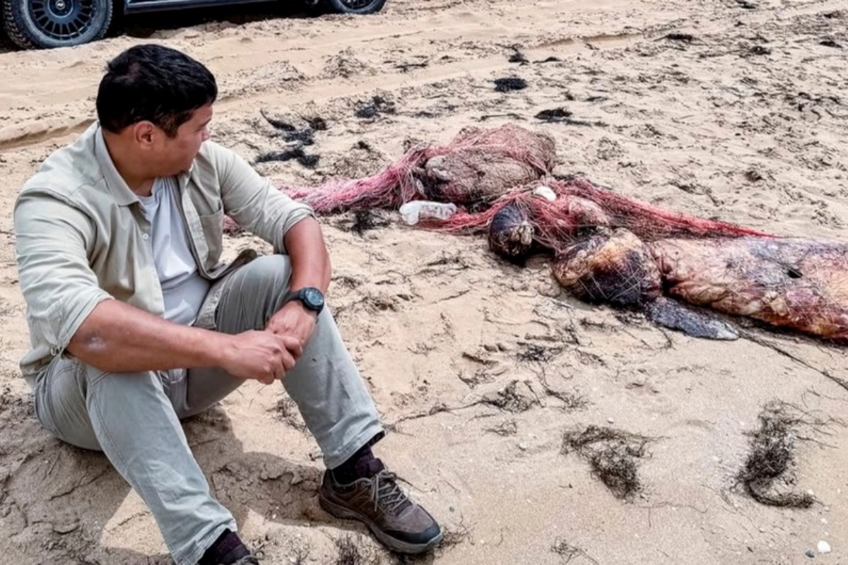 Over 100 Dead Seals Found on Caspian Coast in Kazakhstan