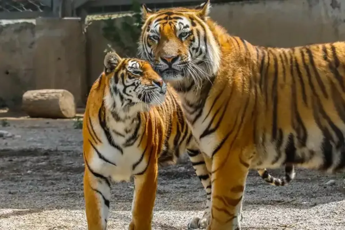 Russia to Train Kazakh Specialists in Human-Tiger Conflict Management