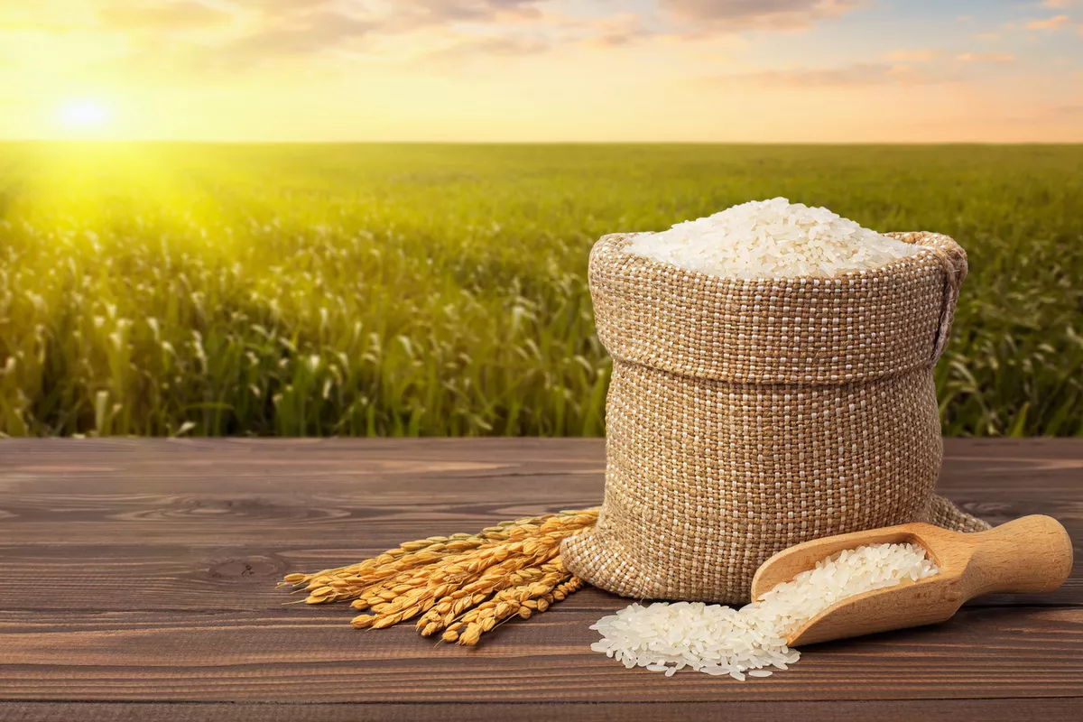 Turkmen Enterprise Harvests Over 15,000 Tons of Rice