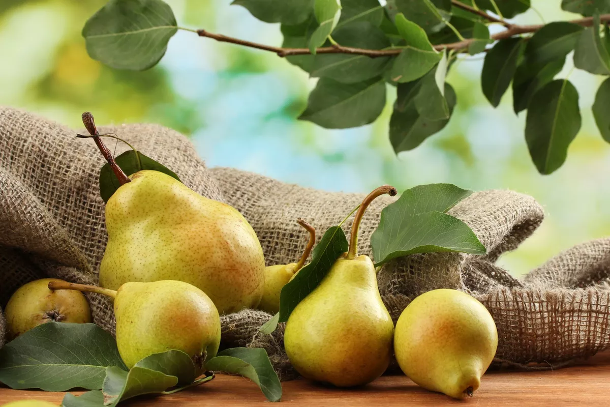 Russia Remains Top Buyer of Azerbaijani Pears as Exports Surge in 2026