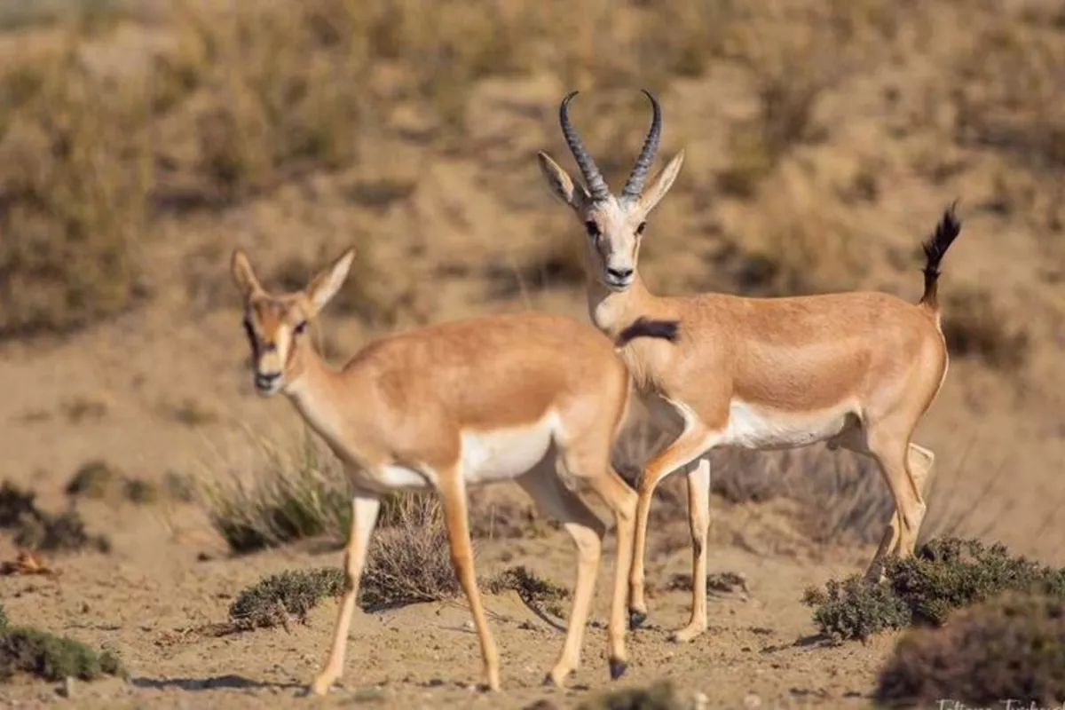 Kyrgyzstan to Rewild Issyk-Kul Steppes with 25 Gazelles This July