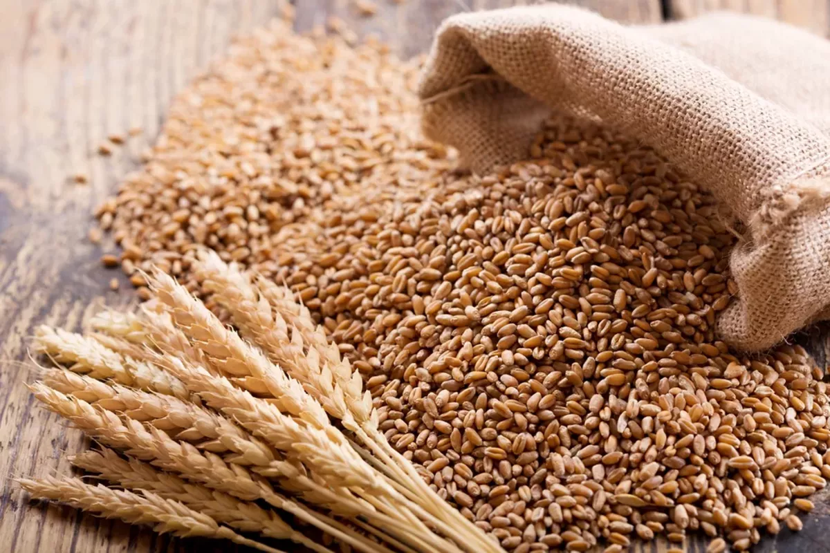 Iran Acquires Russian Wheat in New Trade Deal