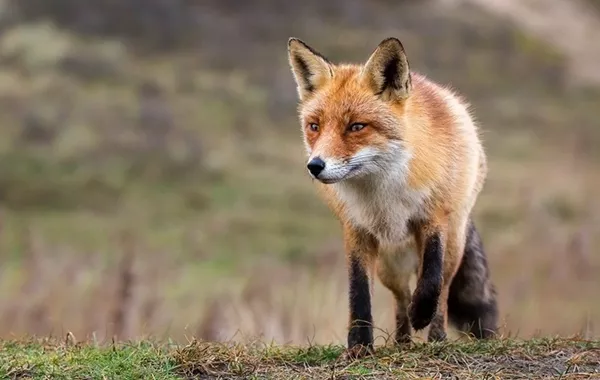 Russia Sees More Foxes in Cities as Animals Lose Fear of Humans - VIDEO