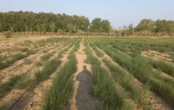 Kazakhstan’s Forestry Investments Skyrocket Eightfold in 2025