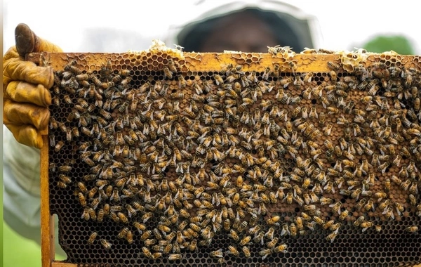 Kuwait Buys 20.1 Tons of Honey from Kyrgyzstan in Two Months