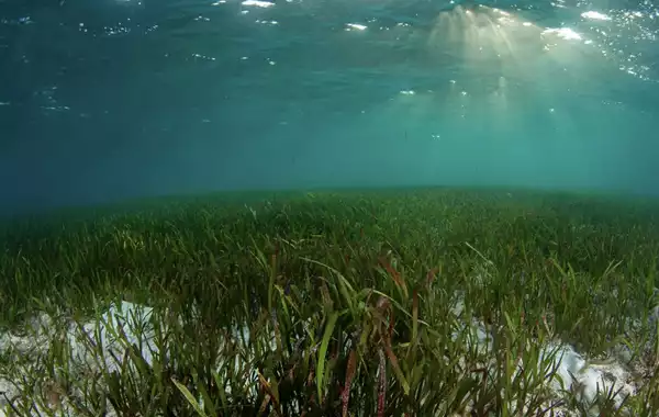 World Seagrass Day: Why It Matters