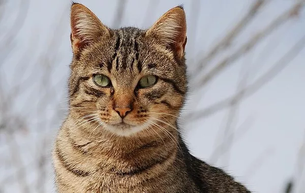 Cat Foils Apartment Burglary Attempt in Türkiye's Istanbul