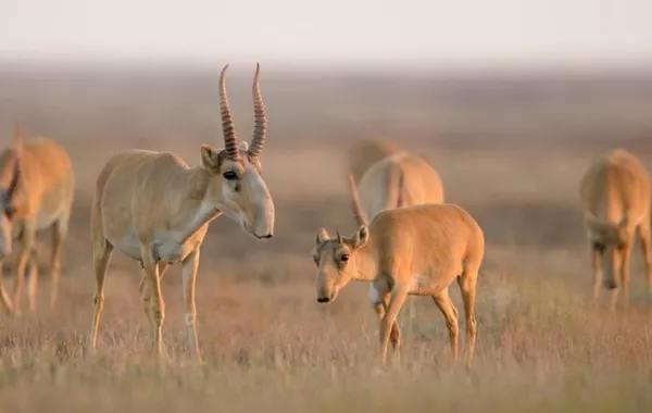 Kazakhstan’s Saiga Population Reaches Record 4 Million