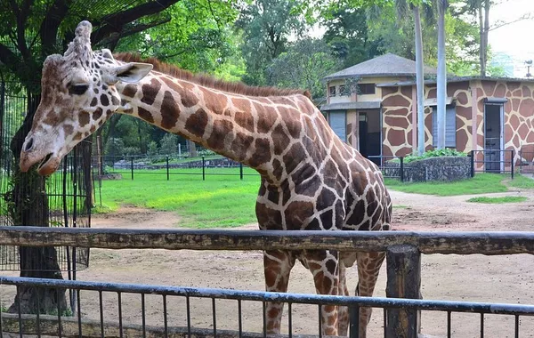 Zoo Fire in Russia's Vladivostok Traps Animals in Flames - VIDEO