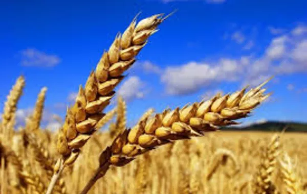 Kazakhstan Boosts Wheat Exports to Vietnam Using Railway Transit via China