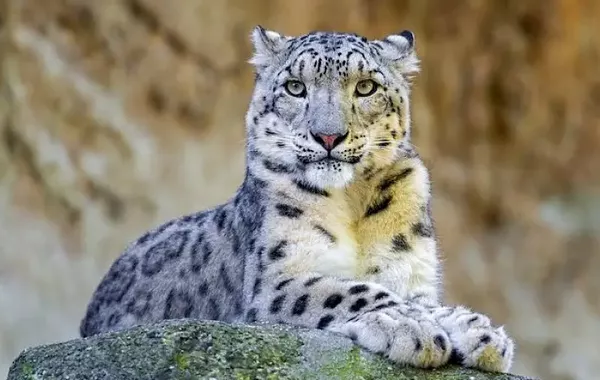 Snow Leopard Numbers Double in Kazakhstan's Protected Wilds
