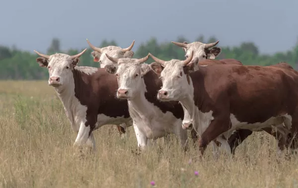 Kazakhstan Expands Agri-Loans to Boost Meat Exports