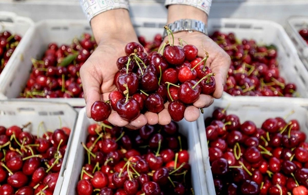 China Seeks to Import Cherries from Kyrgyzstan, Boosting Agricultural Trade