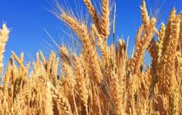 Armenia May Import Wheat by Rail from Kazakhstan and Russia