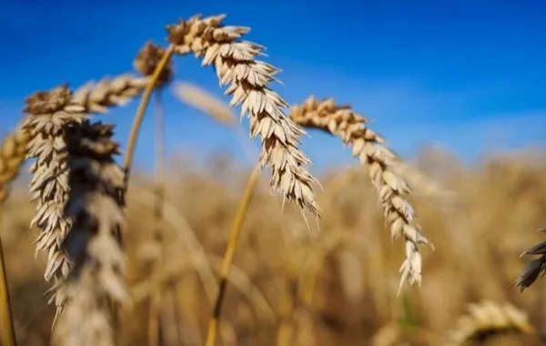 Morocco Emerges as Key Gateway for Kazakhstan's Grain Ambitions in Africa