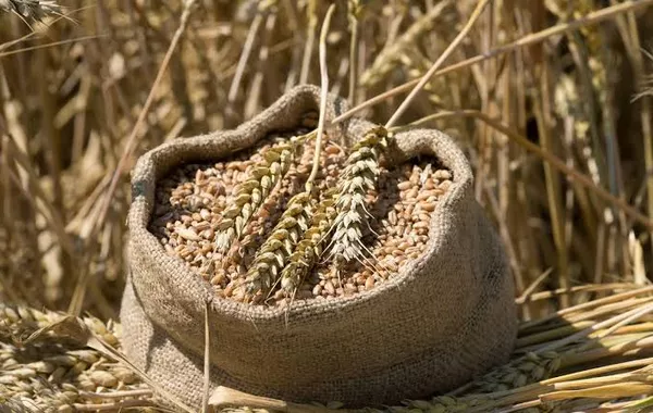 Kazakhstan Bans Wheat Imports for Six Months to Protect Domestic Grain Market
