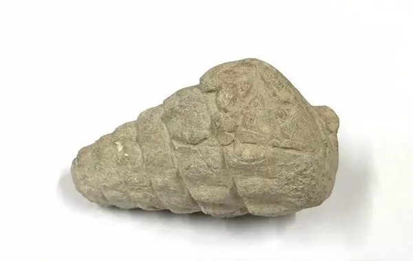 Turkish Archaeologists Unearth Fossil From Age of Tethys Sea