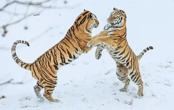 Russia to Send Four Amur Tigers to Kazakhstan to Help Restore Extinct Caspian Tiger Population