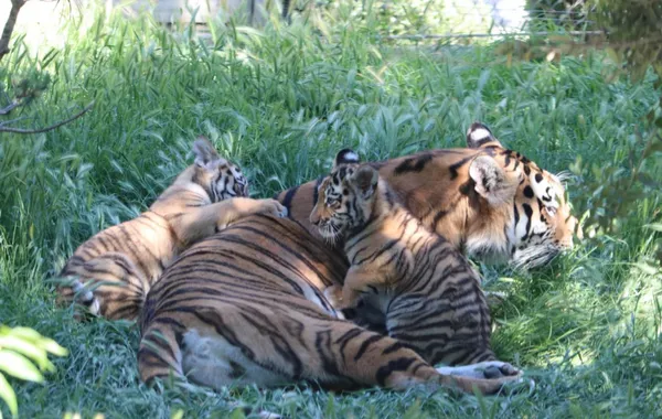 Baku Zoo Welcomes Two Amur Tiger Cubs