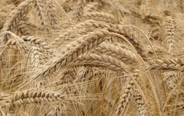 Kazakhstan Boosts Grain Exports