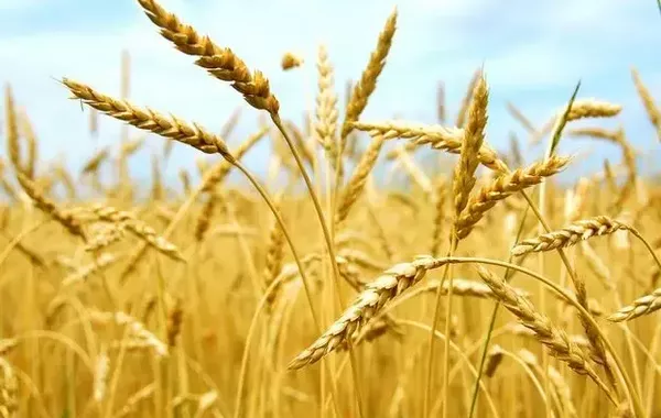 Kyrgyzstan’s Record Heat Drives Down Grain Production This Summer