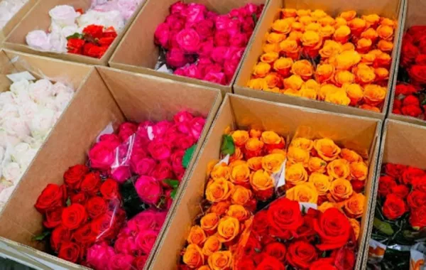 Armenian Flowers Dominate Georgia’s Market with Record-Breaking Imports