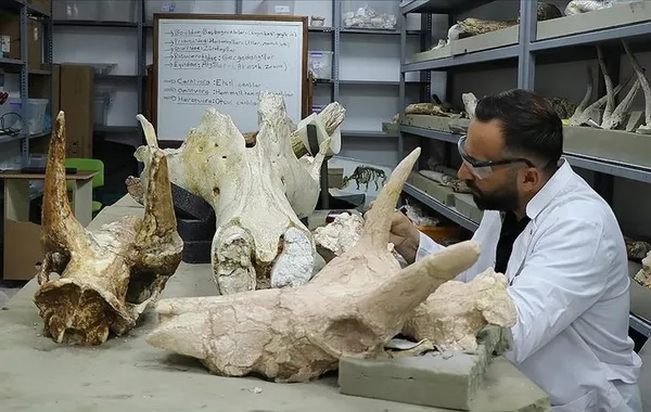Ancient Elephant Skulls Dating Back 7.7 Million Years Unearthed in Türkiye
