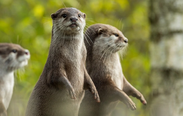 Endangered Central Asian Otters Face Extinction Risk in Kyrgyzstan