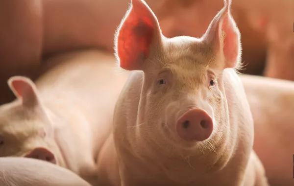 Kazakhstan Breaks into Georgian Market with Unusual Product