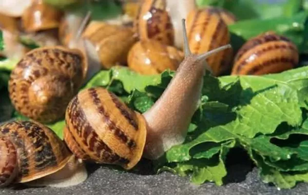 Georgia’s Snail Exports Surge 75% as France Leads Demand